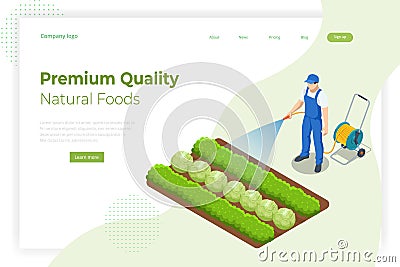 Isometric farmer watering a vegetable garden. Gardener with watering hose and sprayer water on the vegetable Vector Illustration