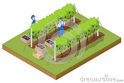 Isometric grape harvest, farmers harvesting grapes. Vineyard In Fall Harvest With Ripe Grapes. Oganic food and fine wine Vector Illustration