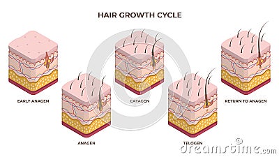 Isometric hair growth cycle, anagen, telogen, catagen phases. Human skin layers with hair follicle growth flat vector illustration Vector Illustration