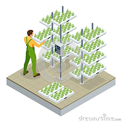 Isometric modern smart industrial greenhouse. Artificial intelligence robots in agricultural. Organic food, agriculture Vector Illustration