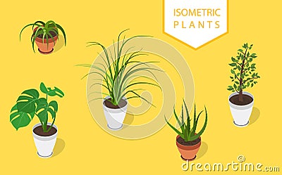 Isometric plant in modern pot small set. Fresh green herbs. Vector Illustration