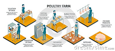 Poultry Farm Isometric Infographics Vector Illustration