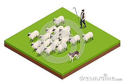 Isometric sheeps in a meadow on green grass. Sheep on a farm. Flock of sheep with shepherd and dog Vector Illustration