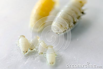 Isopoda class Crustacea, Isopods live in the sea, in fresh water, Isopods have a chitinous exoskeleton and jointed limbs in Lab. Stock Photo