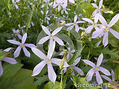 Isotoma Axillaris Flowers Blossoming in Garden. Stock Photo