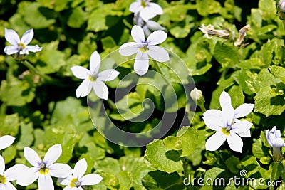 Isotoma fluviatilis, Blue Star Creeper Stock Photo