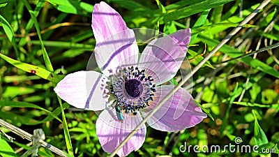 Israeli flowers in the spring Stock Photo