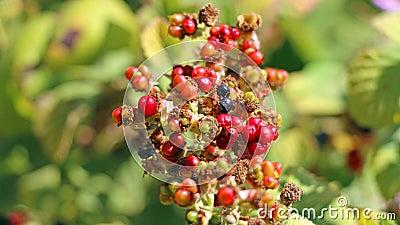 Israeli flowers in the spring Stock Photo