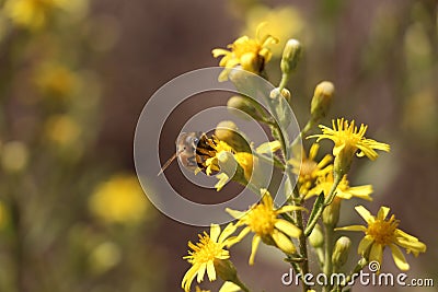 Israeli flowers in the spring Stock Photo