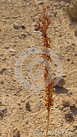 Israeli flowers in the spring Stock Photo