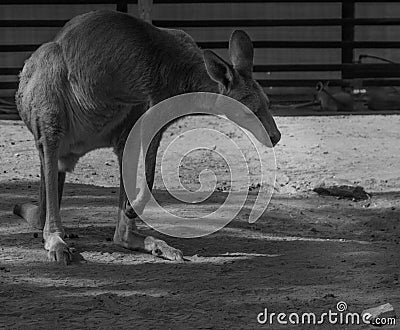 In natuarl park close up of the kangaroo near bush Stock Photo