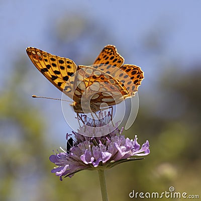 Issoria lathonia, Queen of Spain fritillary Stock Photo