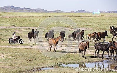 Issy Kul, Kazakastan / June 1, 2017 - Rancher rounds up horses Editorial Stock Photo