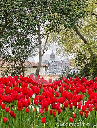 Istanbul landscape, view of the Galata Tower through tree branches and bright red tulips in Gulhane Park Stock Photo