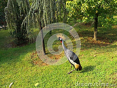 Peacock in Faruk Yalcin zoo in istanbul 2 Editorial Stock Photo