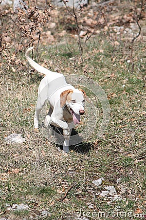 Istrian Shorthaired Hound on the run Stock Photo