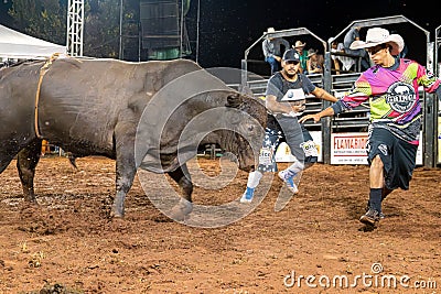 Itaja, Goias, Brazil - 04 21 2023: rodeo life saver with bull Editorial Stock Photo