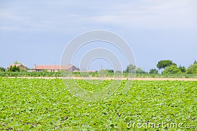 Italian agricultural summer landscape Stock Photo