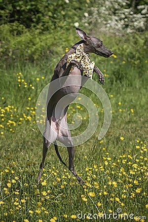 Italian Greyhound Dog - in action jumping and leaping in a meadow with ears and paws up Stock Photo