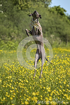 Italian Greyhound Dog - in action jumping and leaping in a meadow with ears and paws up Stock Photo