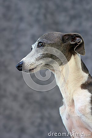 Italian Greyhound I Stock Photo