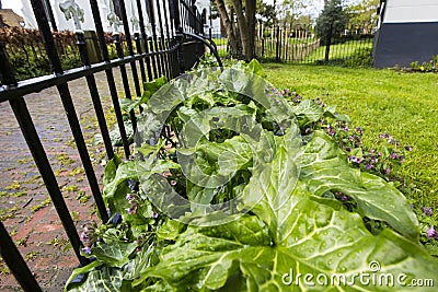 Italian Lords-and-Ladies, Arum italicum Stock Photo