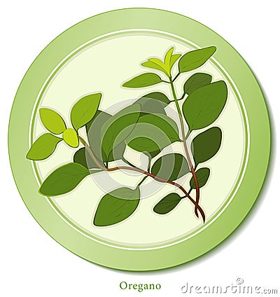 Italian Oregano Herb Vector Illustration