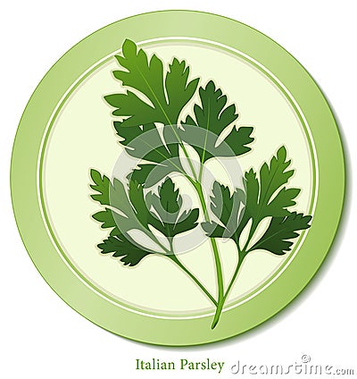 Italian Parsley Herb Vector Illustration