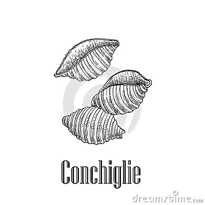 Italian pasta conchiglie shell shaped. Hand drawn sketch style illustration of traditional italian food. Best for menu designs a Vector Illustration