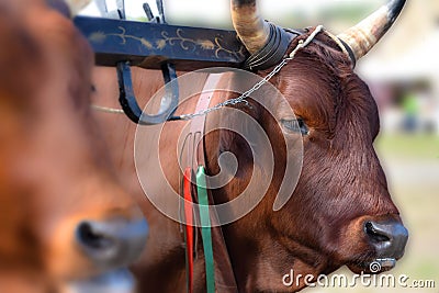 Italian red cow in the rural farm, yoke of oxen in organic farming Stock Photo