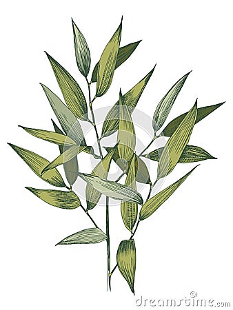 Italian ruscus branch. Vector Illustration