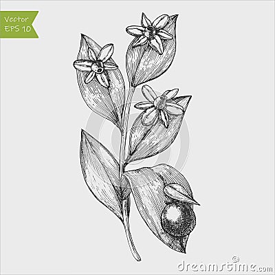 Italian ruscus branch. Hand drawn engraved vector illustration Vector Illustration