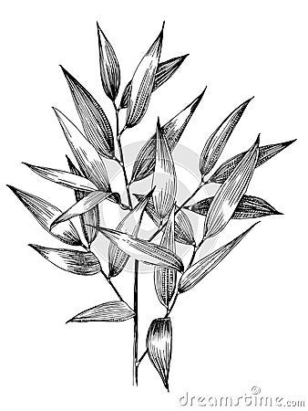 Italian ruscus branch. Vector Illustration