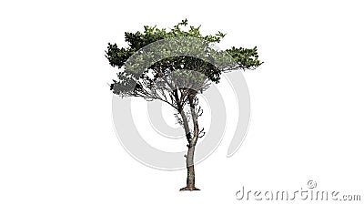 Italian Stone Pine tree Stock Photo