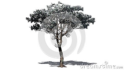 Italian Stone Pine tree in the winter Stock Photo