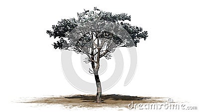 Italian Stone Pine tree in the winter Stock Photo