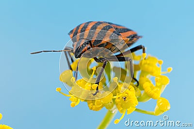 Italian Striped-Bug Stock Photo