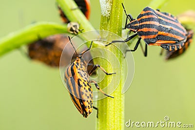 Italian striped bug, Graphosoma lineatum Stock Photo