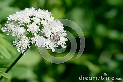 Italian striped bug Graphosoma lineatum italicum Stock Photo