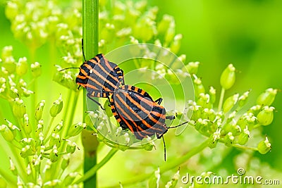 Italian striped bug Graphosoma lineatum italicum mating Stock Photo