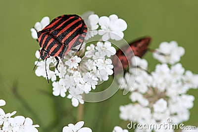 Italian striped bug or Minstrel bug on flower. Graphosoma italicum Stock Photo