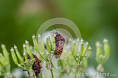 Italian striped bug on wild carrot in field Stock Photo