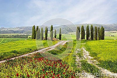 Italian summer landscape with cypresses Stock Photo