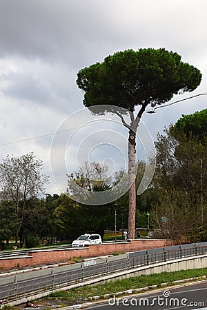 Italian Trees in the Villa Borghese Park in Rome, Italy Stock Photo