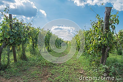 Italian vineyard Stock Photo