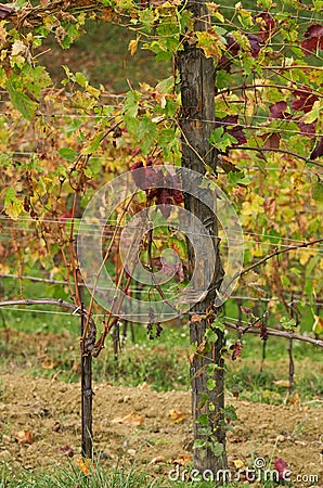 Italian vineyards Stock Photo