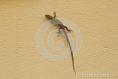 Italian wall lizard Stock Photo