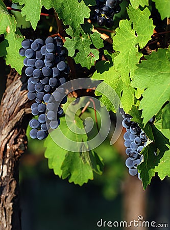 Italian wine grapes Stock Photo