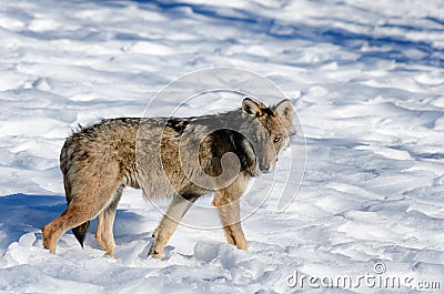 Italian wolf canis lupus italicus Stock Photo