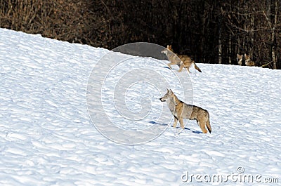 Italian wolves canis lupus italicus Stock Photo